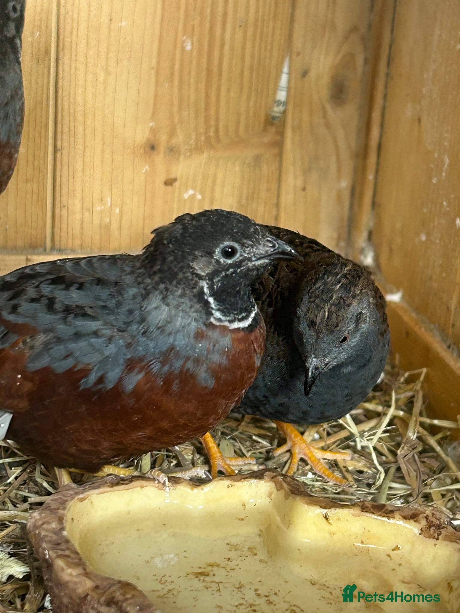 Quail poultry Male quail - Advert 1
