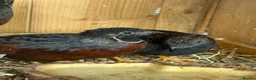 Quail poultry for sale: Male quail in Enfield - Advert 1