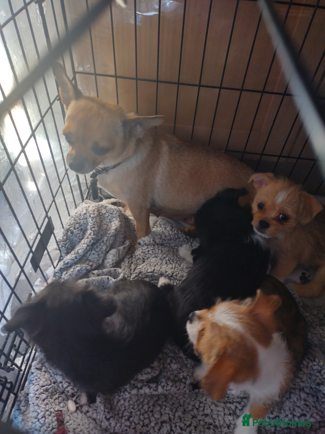 Mixed Breed dogs for sale: Chihuahua/lhaso apso pups long haired - Image 13