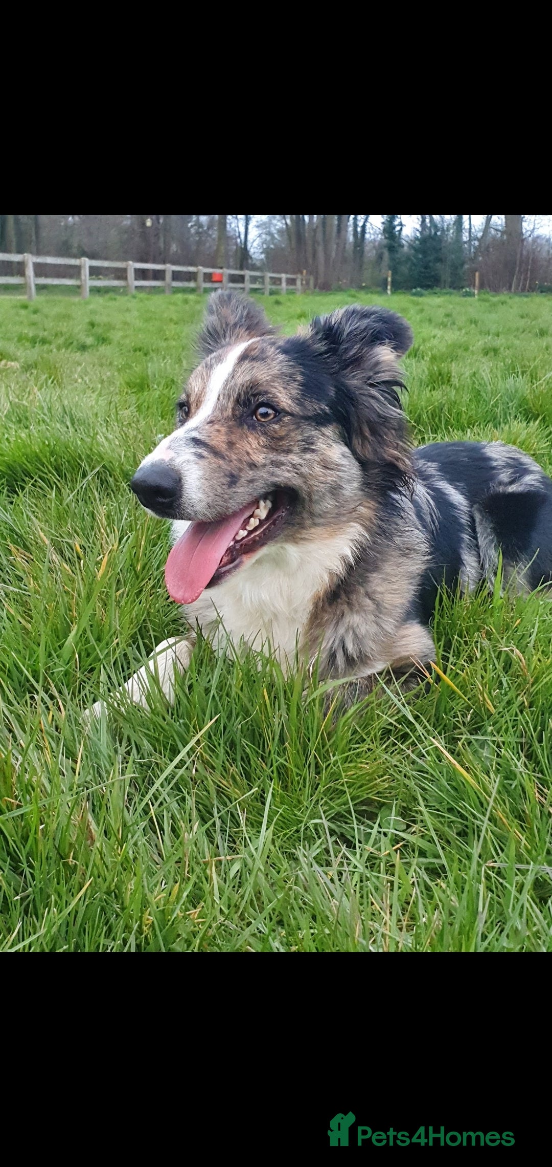 Border Collie dogs Proven pure bred tri coloured merle collie stud in Fakenham - Advert 23