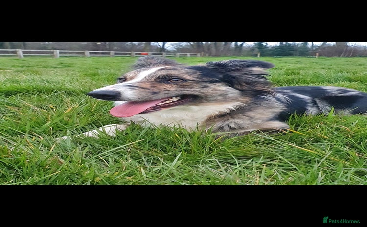 Border Collie dogs in Fakenham - Advert 2