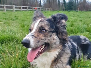Border Collie dogs Proven pure bred tri coloured merle collie stud in Fakenham - Advert 6