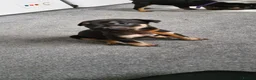 Mixed Breed dogs for sale: Doberman shepherd puppies in Swansea - Advert 14