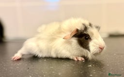 Guinea Pig rodents for sale: Boys and girls  - Image 6