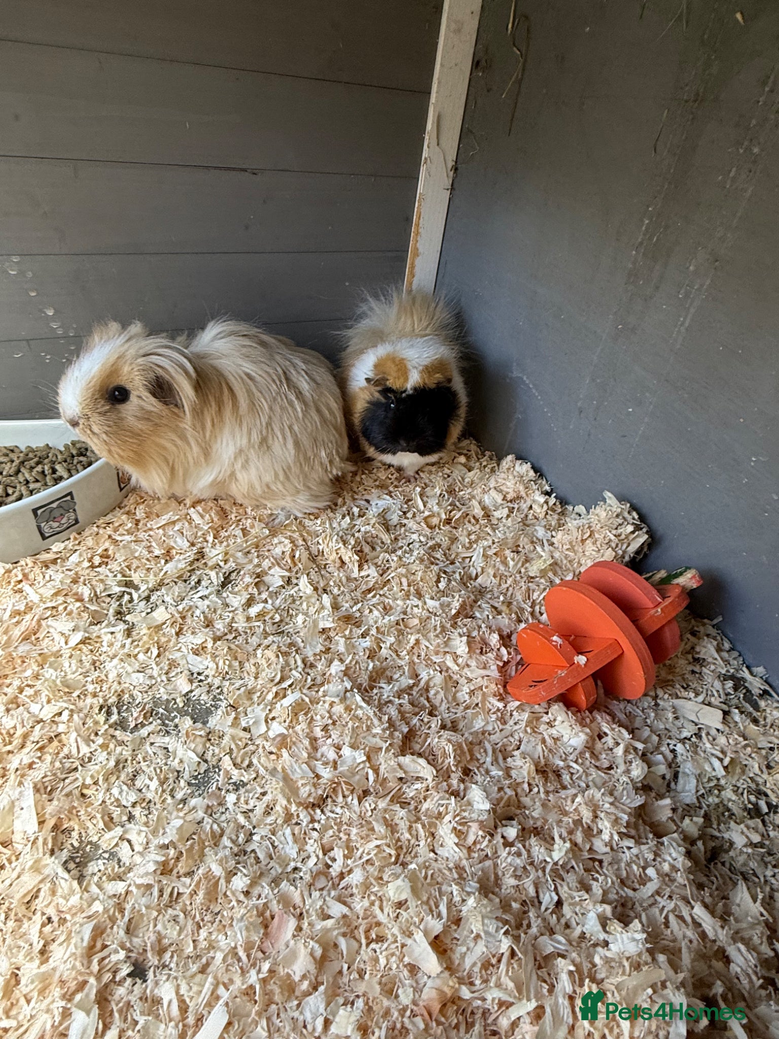 Guinea Pig rodents Guinea pigs  - Advert 4