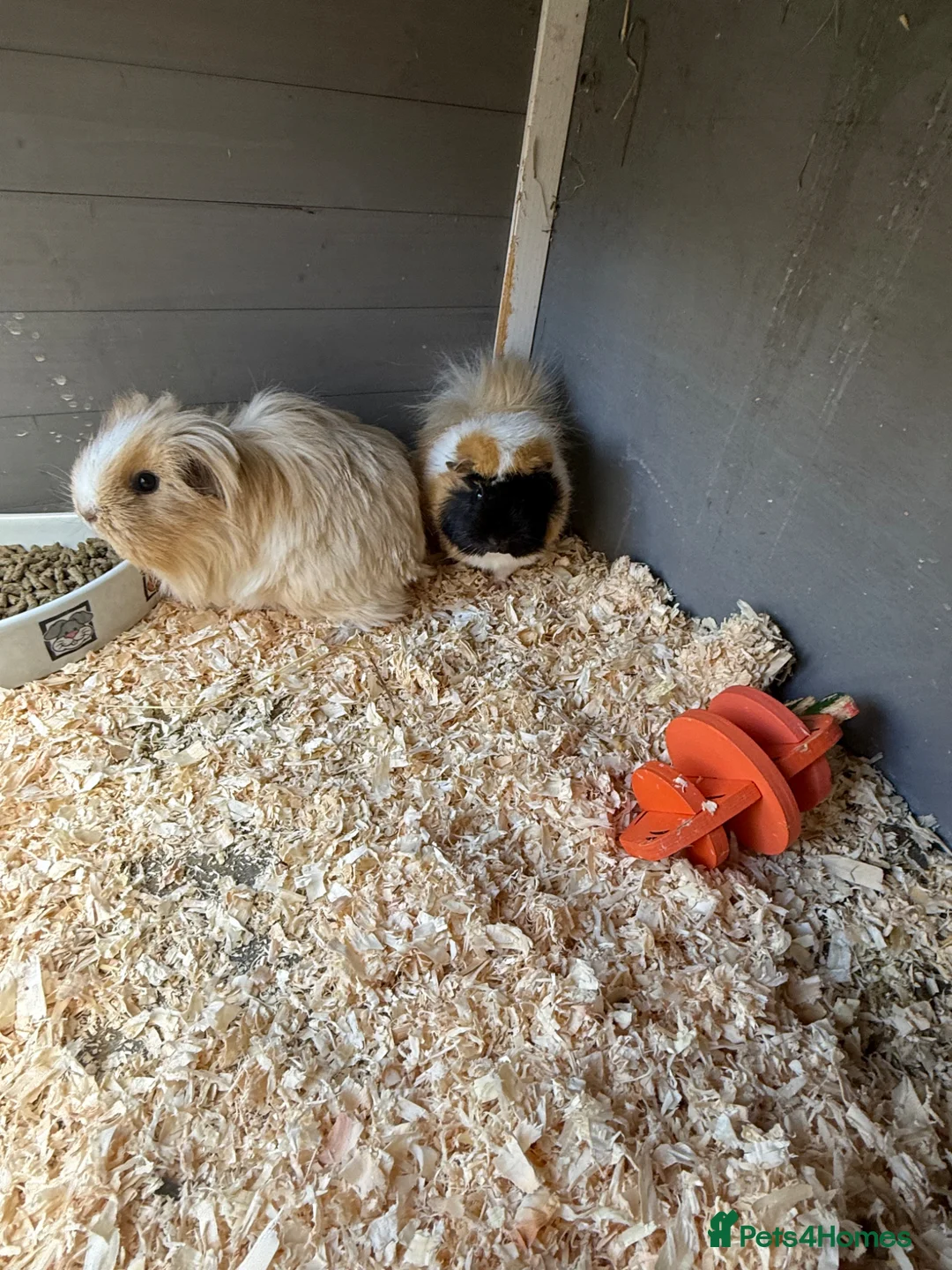 Guinea Pig rodents for sale: Guinea pigs  in Peebles - Advert 1