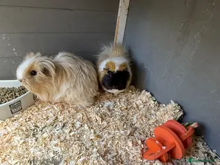 Guinea Pig rodents Guinea pigs - Advert 1