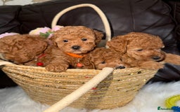 Toy Poodle dogs for sale: Gorgeous Fox Red Toy Poodle Females😍 - Image 17