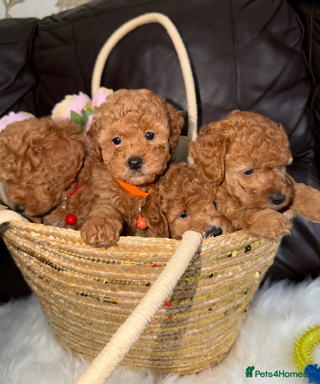 Toy Poodle dogs for sale: Gorgeous Fox Red Toy Poodle Females😍 - Image 17