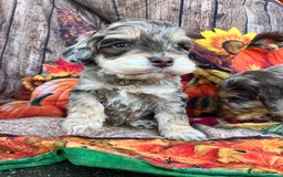 Cockapoo dogs for sale: Cockapoo puppies Rainbow litter  - Advert 28