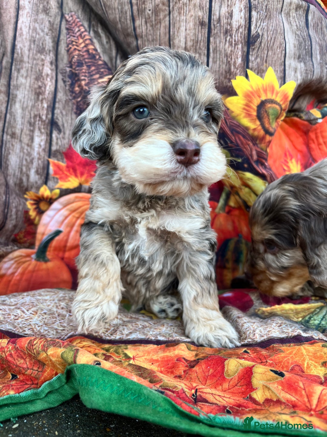 Cockapoo dogs for sale: Cockapoo puppies Rainbow litter  - Advert 28