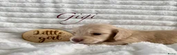 Miniature Dachshund dogs for sale: Beautiful English cream long hair mini dachshunds - Advert 21