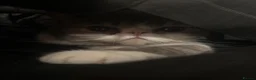 Exotic cats for sale: bella the exotic shorthair - Advert 6