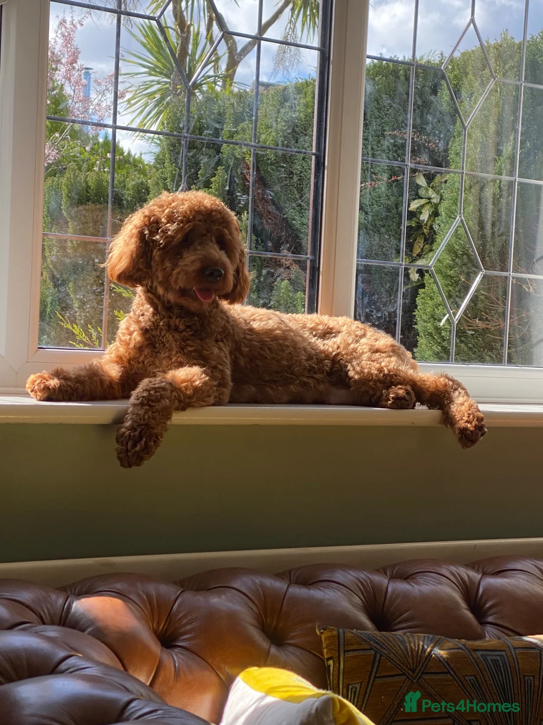 Cockapoo dogs for sale: Girl F2 cockapoo last one available - Advert 2