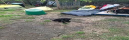 Labrador Retriever dogs for sale: Lab pups  in Lincoln - Advert 3