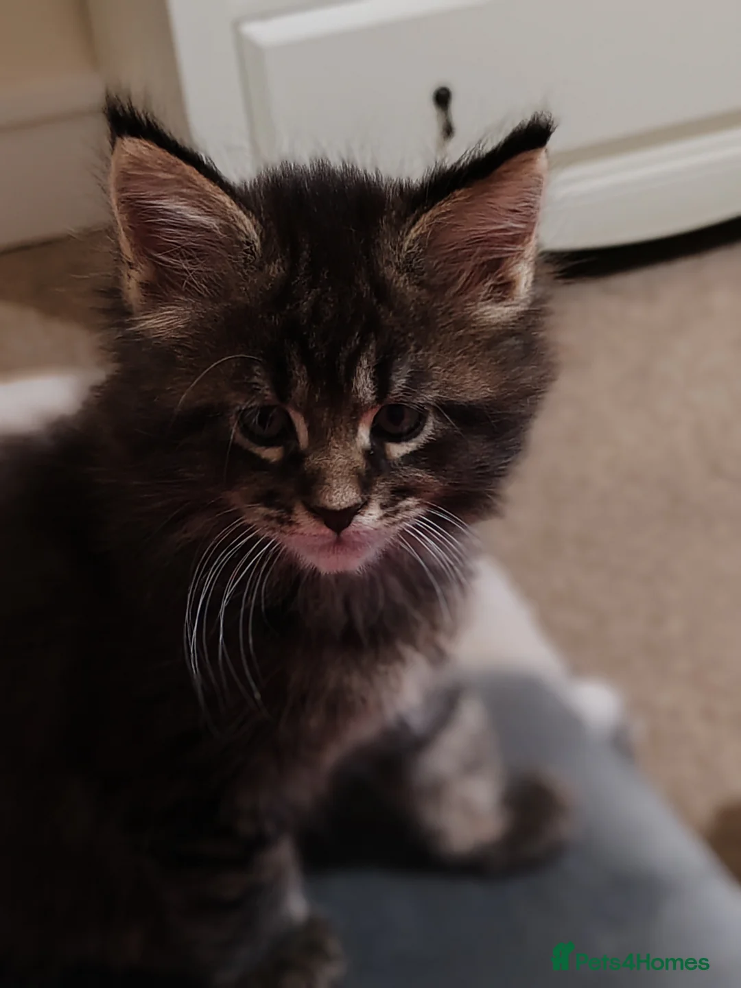 Maine Coon cats for sale: Maine coon kittens  - Advert 16