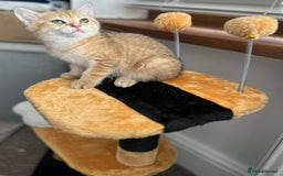British Shorthair cats for sale: Last golden boy left 😻🌸🌼🌺 tica registered 😻 in Hayes - Image 14