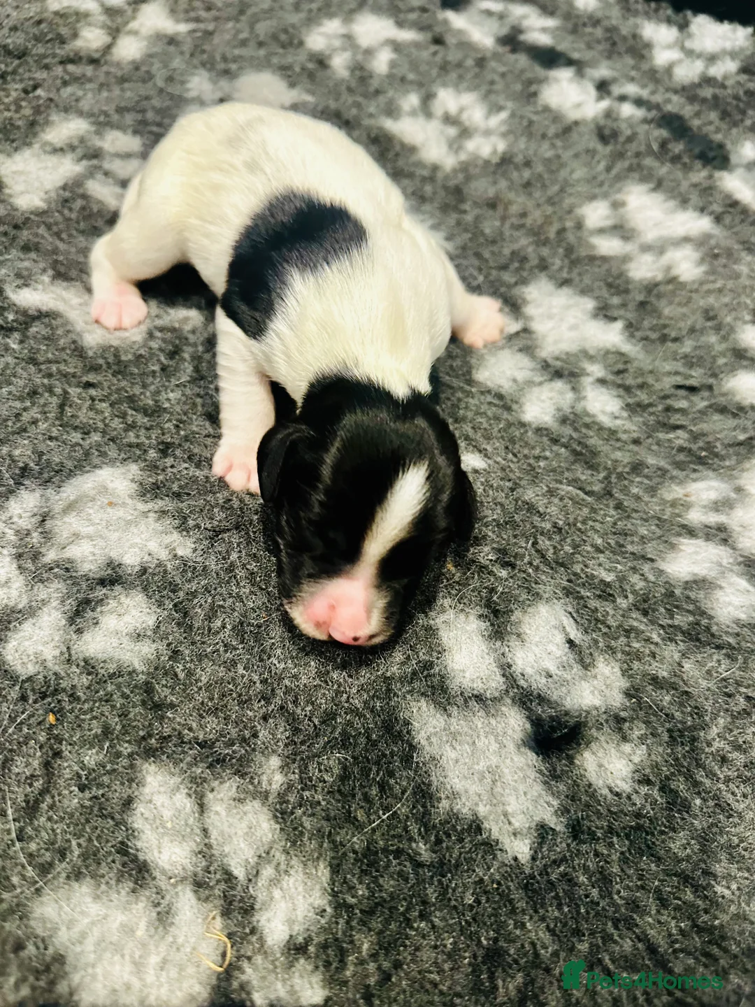 English Springer Spaniel dogs for sale: KC, Heath tested, Champion bred Springer Spaniels - Advert 41
