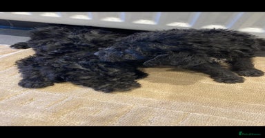 Bedlington Terrier dogs Bedlington terrier  - Advert 11