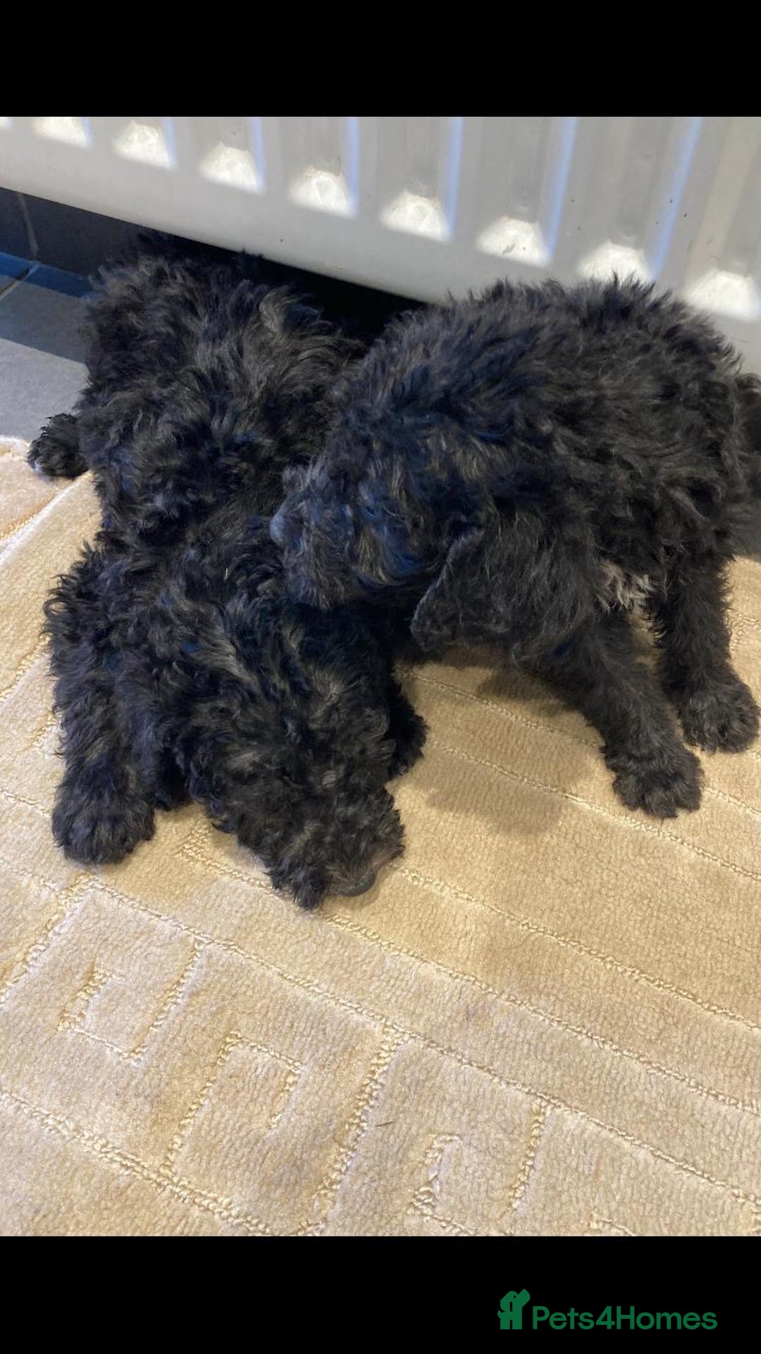 Bedlington Terrier dogs for sale: Bedlington terrier  - Advert 3