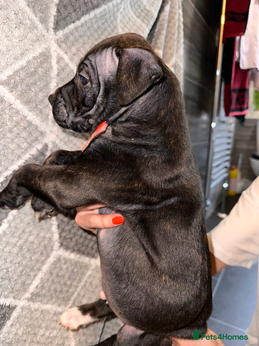Mixed Breed dogs for sale: American bulldog X staffy 🏡 - Image 22
