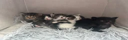 Mixed Breed cats for sale: Mixed breed kittens  - Advert 8