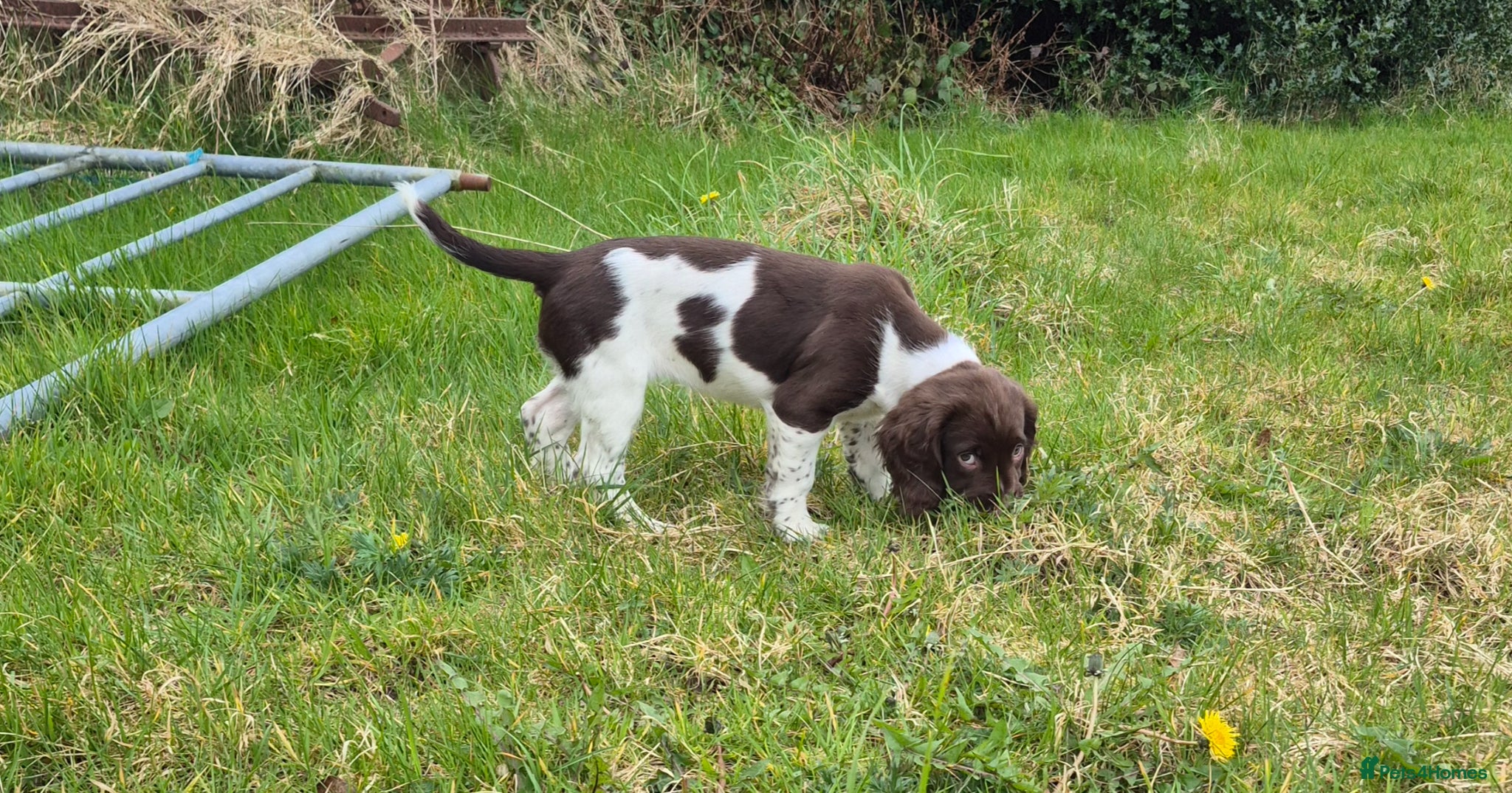 English Springer Spaniel dogs  LAST 2 BEAUTIFUL ENGLISH SPRINGER SPANIEL KC PUPS - Advert 3