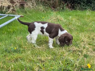 English Springer Spaniel dogs LAST 2 BEAUTIFUL ENGLISH SPRINGER SPANIEL KC PUPS - Advert 3