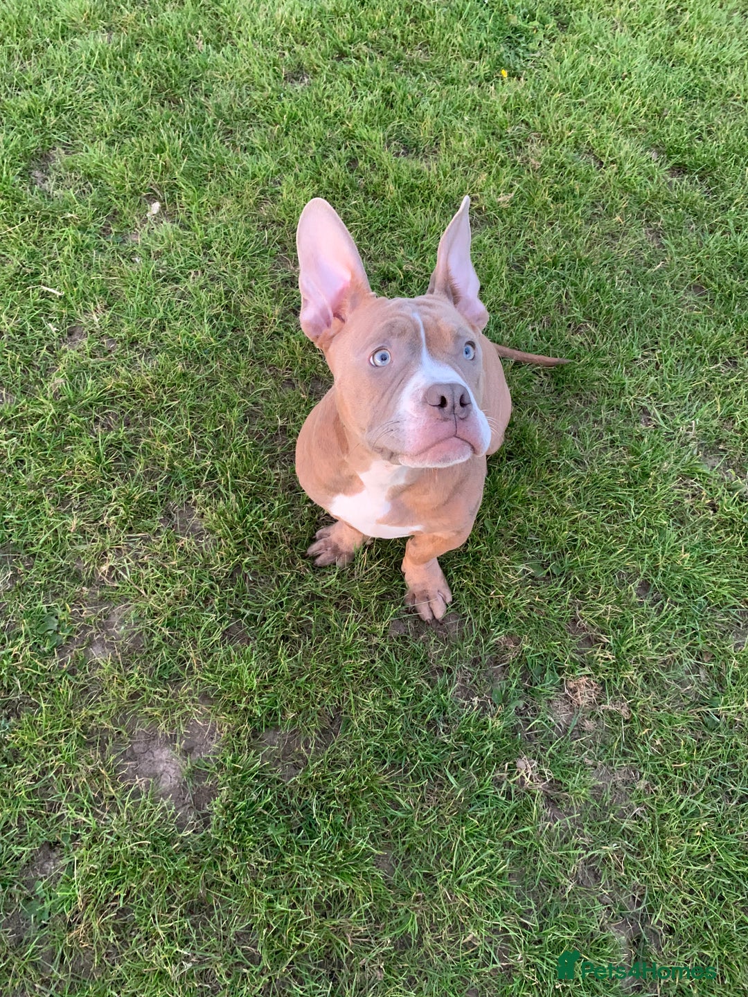 American Bully dogs for sale: American pocket bully - Image 4
