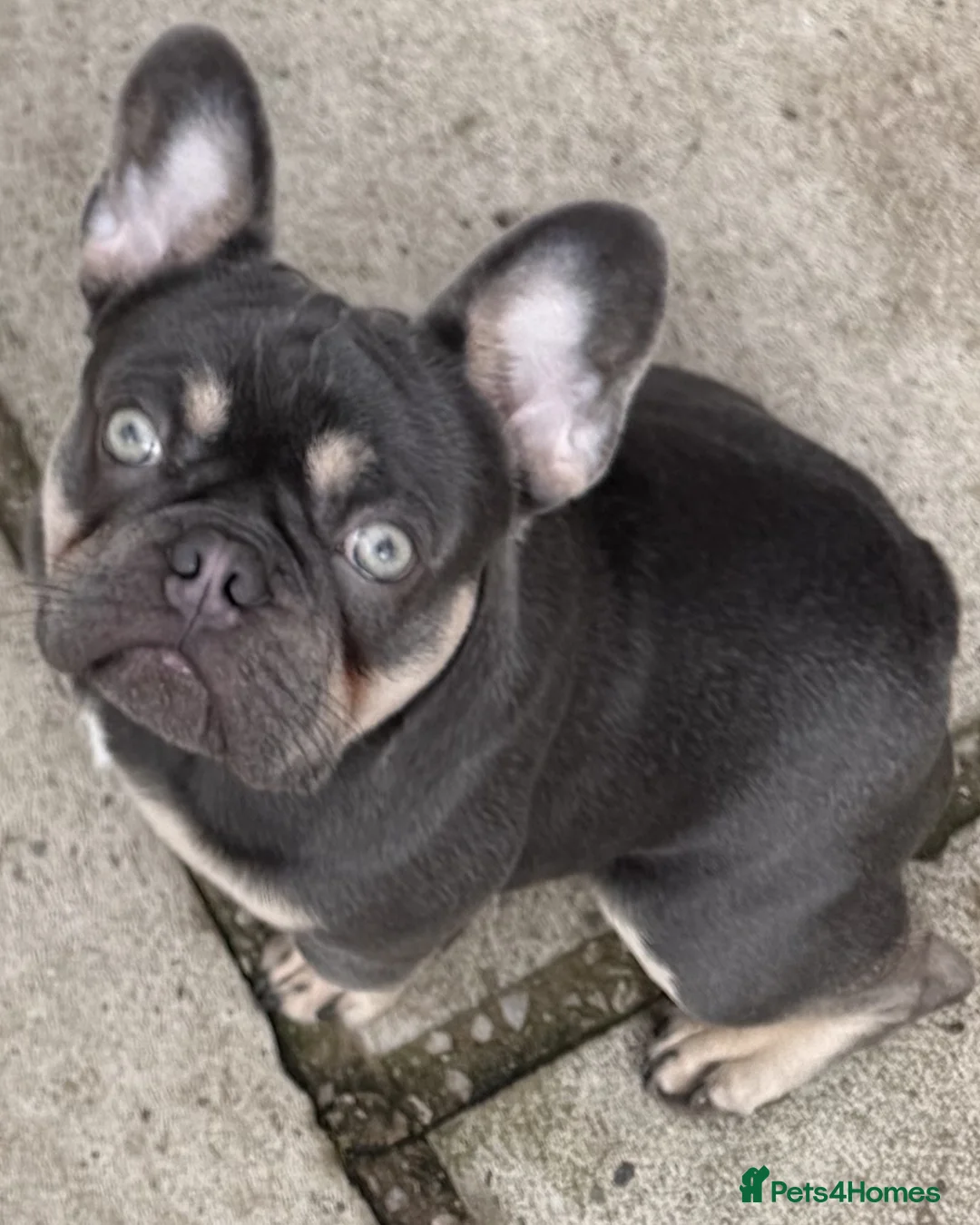 French Bulldog dogs for sale: French Bull Dog (Ronnie) - Advert 1