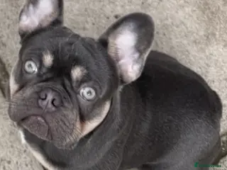 French Bulldog dogs French Bull Dog (Ronnie) - Advert 2