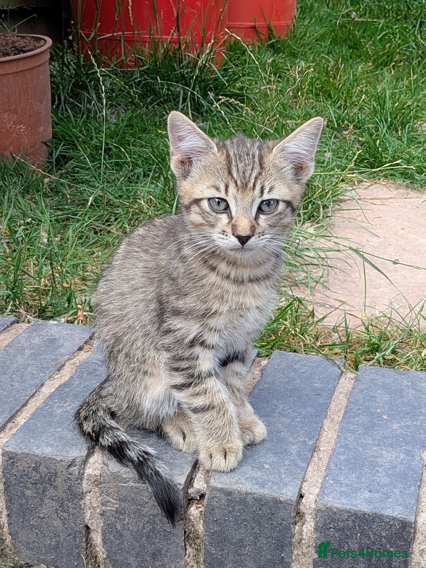 Domestic Shorthair cats Gorgeous kitten one left now reduced - Advert 22