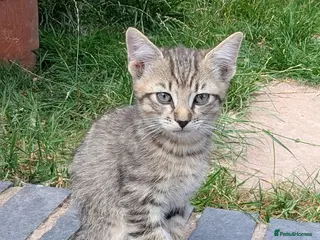 Domestic Shorthair cats Gorgeous male tabby kitten - Advert 1