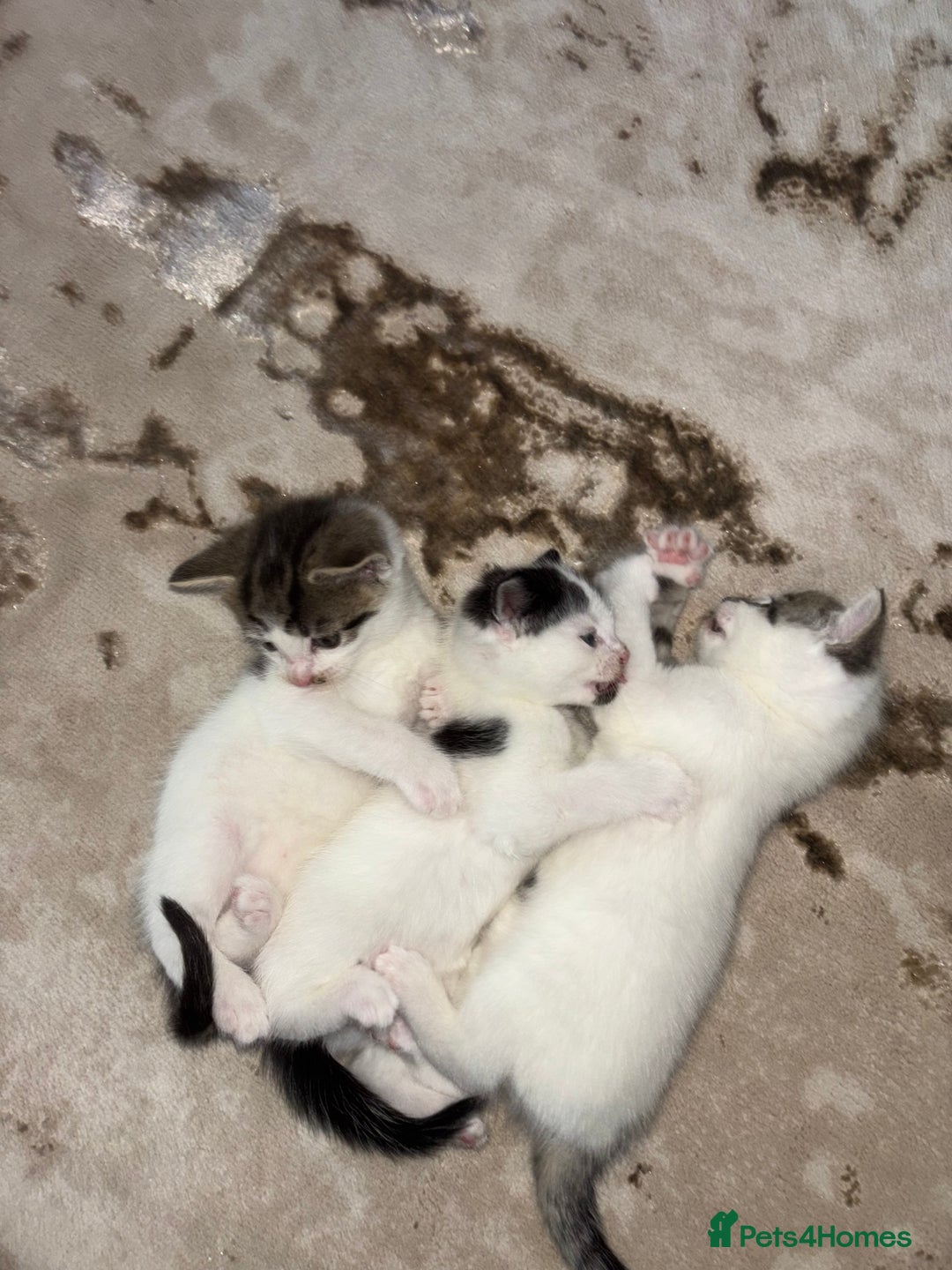 Domestic Shorthair cats for sale: 3 kittens kittens  - Image 8