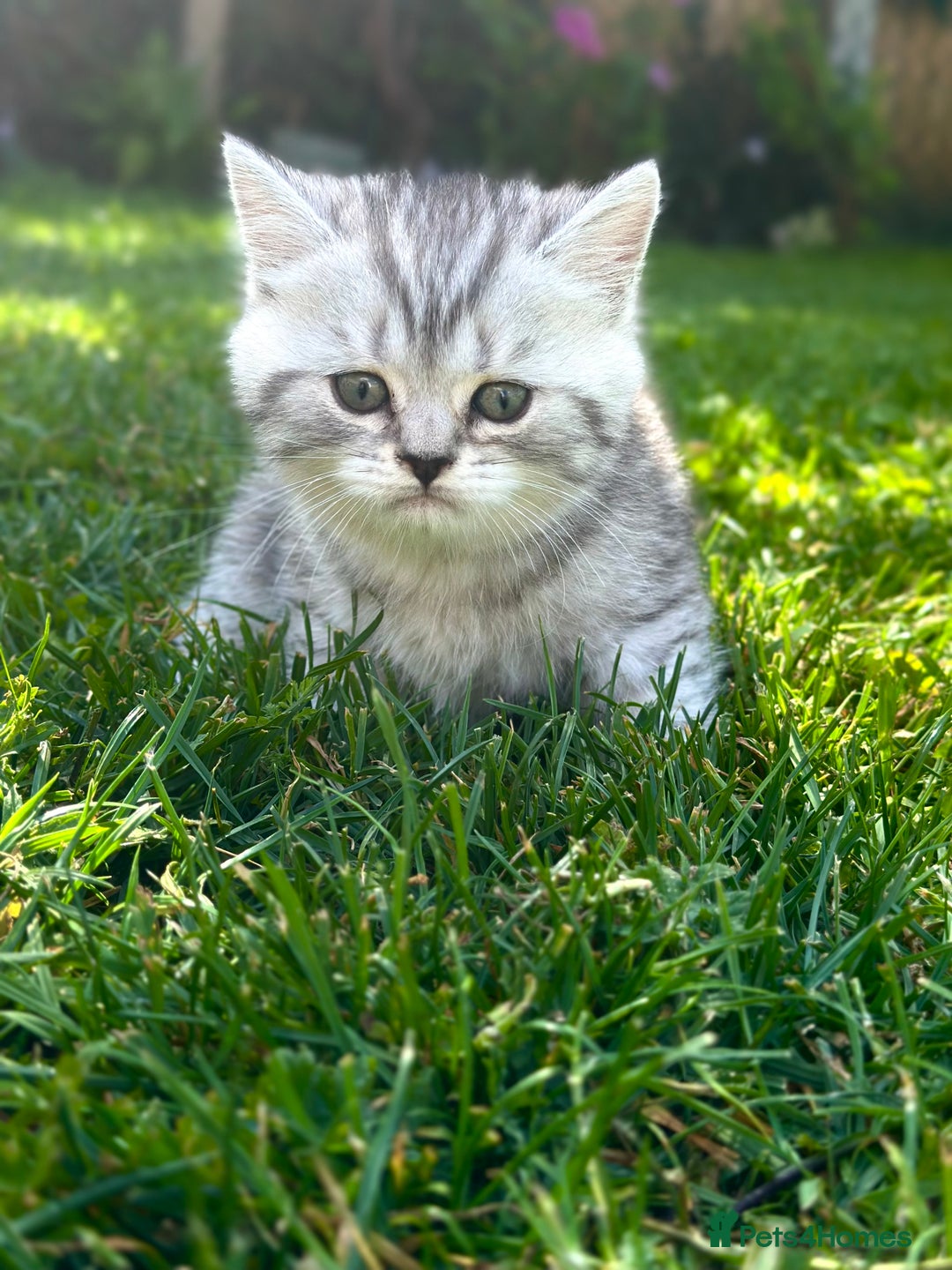 British Shorthair cats for sale: Taby British short hair kittens  - Image 6