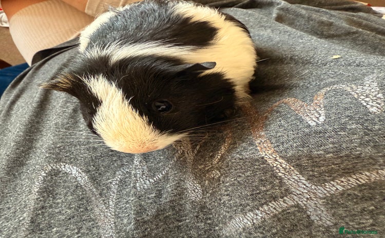 Guinea Pig rodents - Advert 4