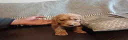 Cockapoo dogs for sale: Cockapoo puppies for sale - Advert 25