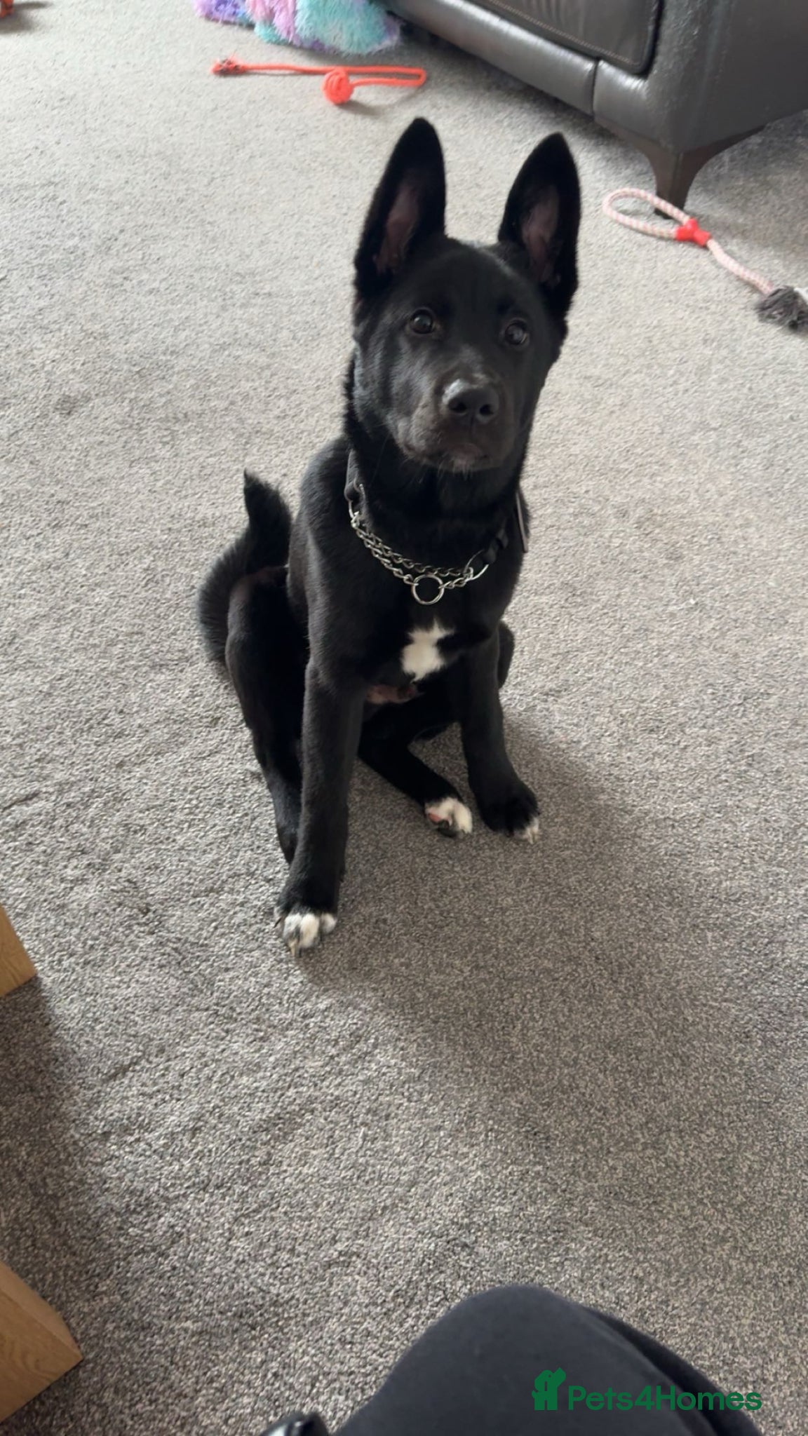 Mixed Breed dogs Ghost for rehome  - Advert 2