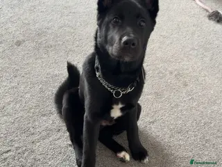 Mixed Breed dogs Ghost for rehome - Advert 3