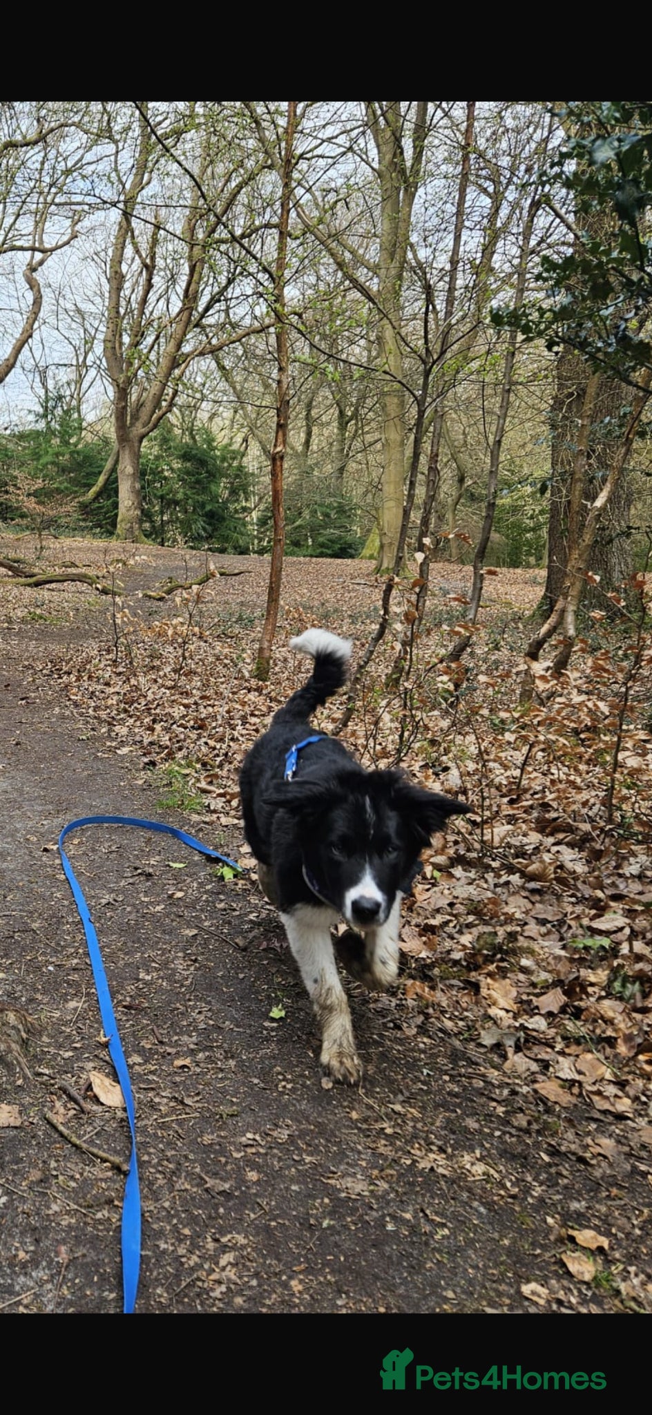 Border Collie dogs for sale: Border Collie pup in Bracknell - Advert 13