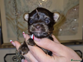 Yorkshire Terrier dogs Yorkshire Terrier puppies chocolate - Advert 5