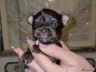 Yorkshire Terrier dogs Yorkshire Terrier puppies chocolate - Advert 2