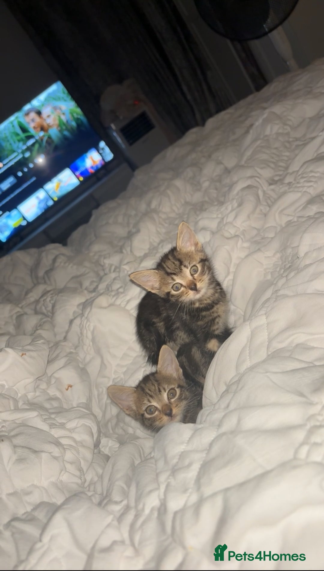 British Shorthair cats for sale: Tabby kittens  - Image 5