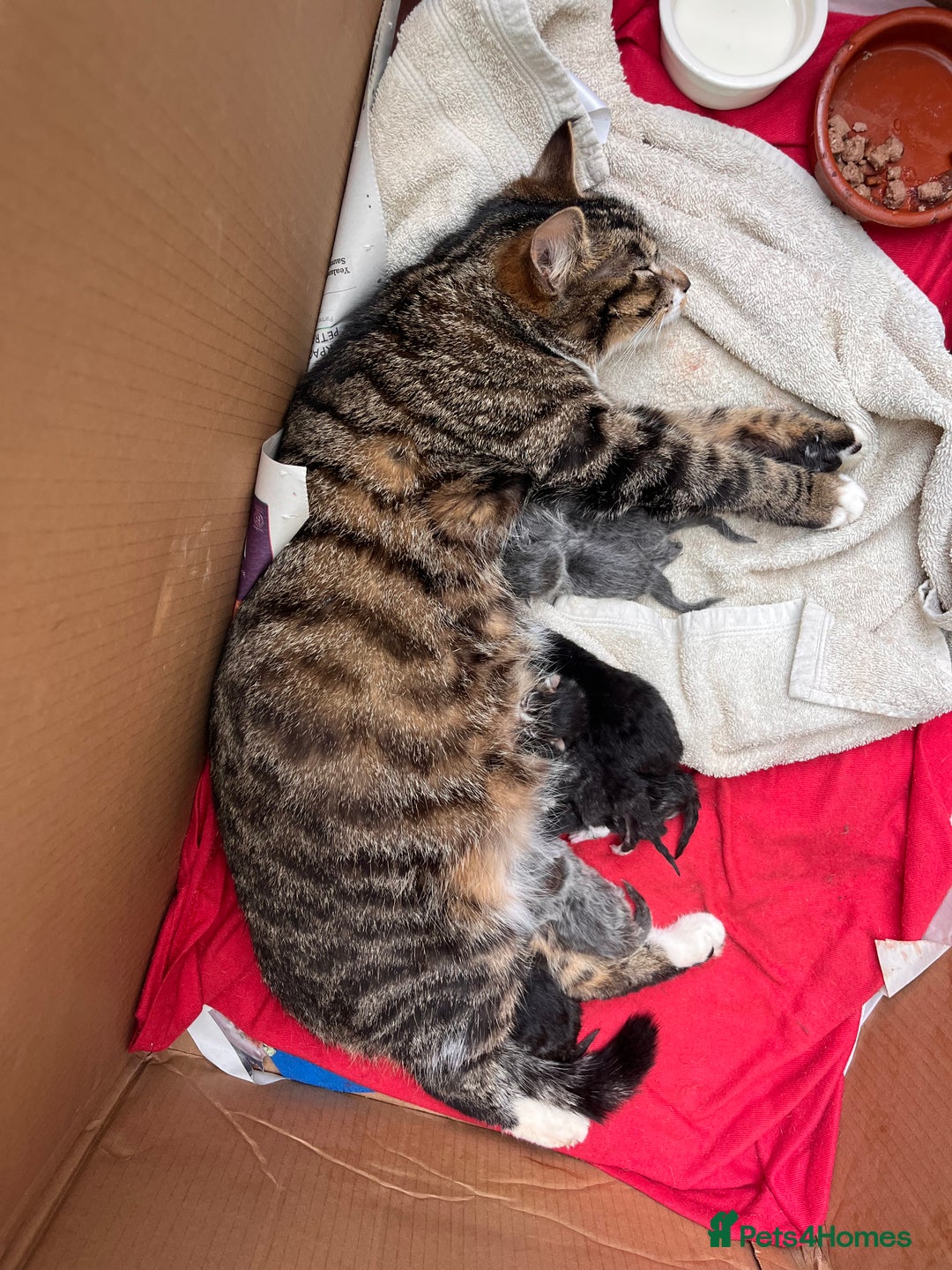 Mixed Breed cats for sale: Kitten: full of fun black & white male kitten - Image 8