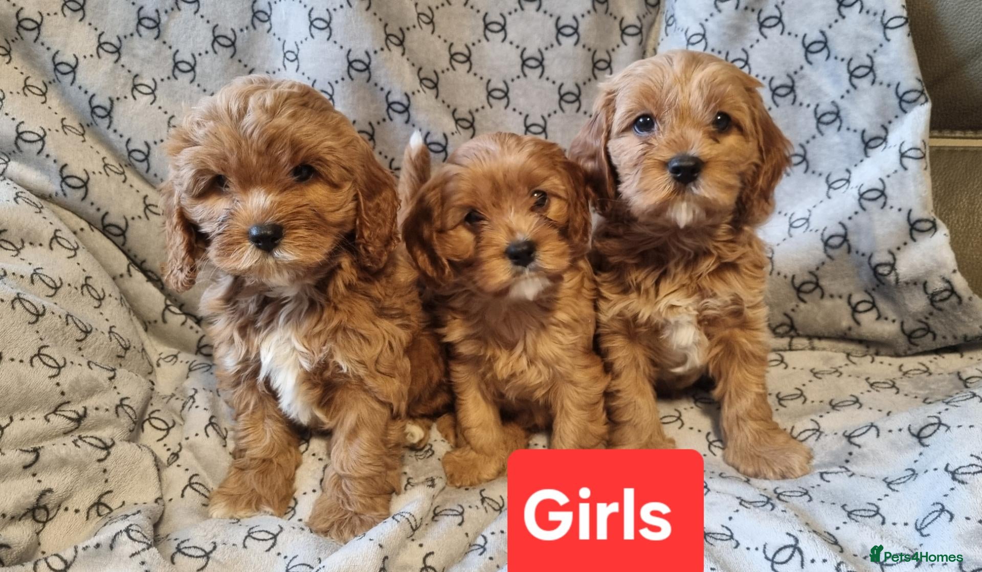 Cavapoo dogs Stunning Red toy F2B cavapoo - Advert 18
