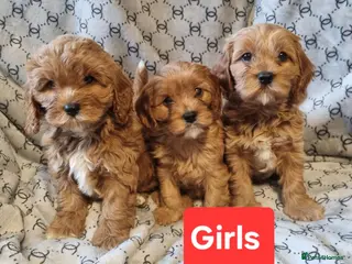 Cavapoo dogs Stunning Red toy F2B cavapoo - Advert 18