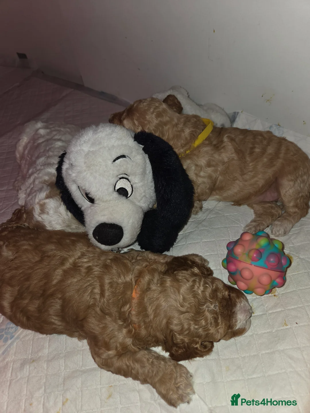 Cockapoo dogs for sale: F2 Cockapoo Puppies - Advert 10