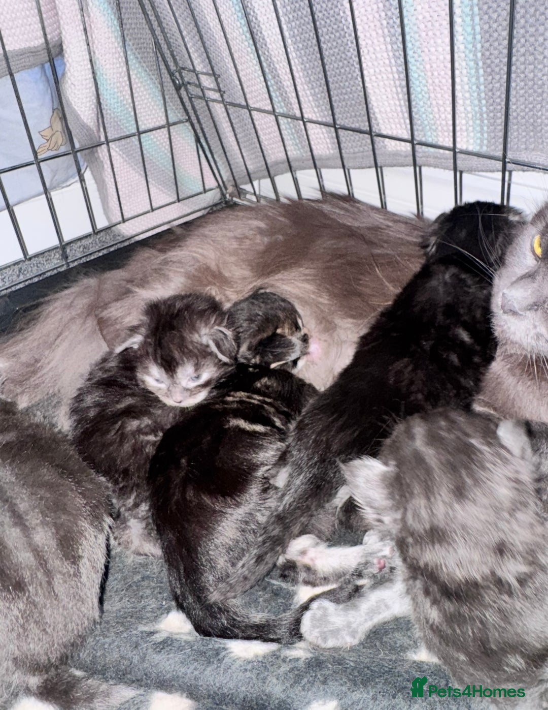 Maine Coon cats for sale: 3 Gorgeous Maine Coon Kittens – Fully Vet-Checked - Advert 13