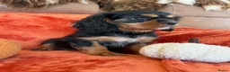 Cavalier King Charles Spaniel dogs for sale: KC registered Cavalier King Charles Ready Now - Advert 5
