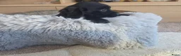Cocker Spaniel dogs for sale: Working type Cocker Spaniels Ready now - Advert 2